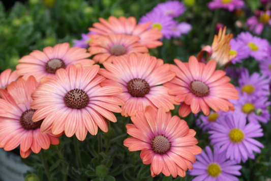 Care for the African Daisy: Guide to Cultivating this Hardy Plant